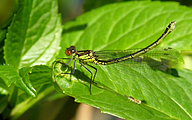 Red-eyed Damselfly (Female, Erythromma najas)